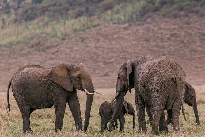 4 Days of Untamed Beauty: An Unforgettable Masai Mara Road Safari - Day 1 in the Masai Mara: first drive, picnic lunch, and getting your eye in