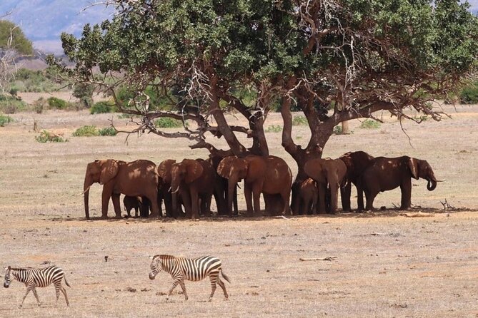 4 Days Private Safari Tour Tsavo and Amboseli from Nairobi - A 4-Day circuit built for big animals, not big stress