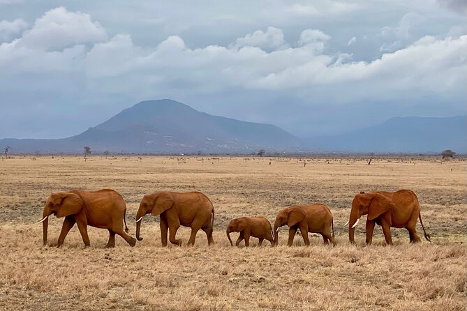 4 Days Private Safari Tour Tsavo and Amboseli from Nairobi - Tsavo East to Tsavo West: the morning reset that pays off
