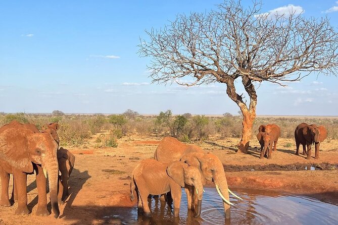 4 Days Private Safari Tour Tsavo and Amboseli from Nairobi - Price and value: what $1,450 per person really buys