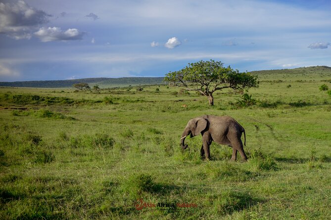 4 Days Safari Adventure Masai Mara and Nakuru Park Group - Masai Mara to Nakuru: the smart Kenya pairing