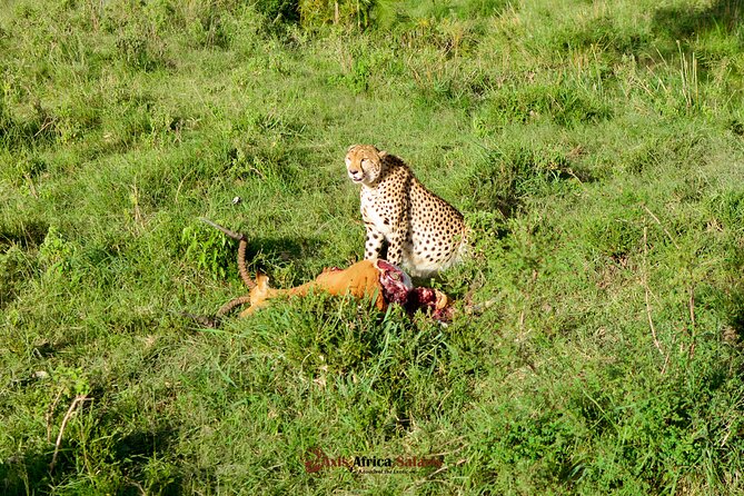 4 Days Safari Adventure Masai Mara and Nakuru Park Group - Day 2 in Masai Mara: full day, Mara River lunch, and Serengeti-border wildlife