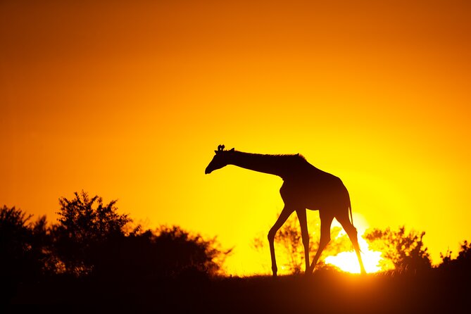 4 Days Safari from Mombasa to Amboseli and Tsavo West and East - Why this Mombasa safari is a strong 4-day plan