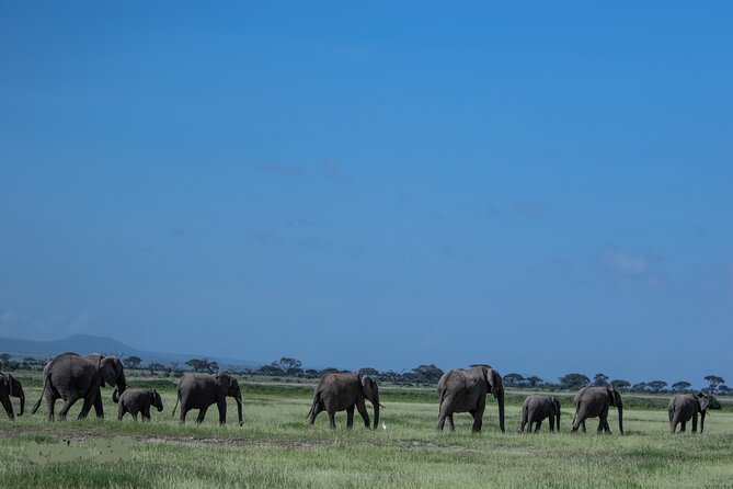4 Days Safari from Mombasa to Amboseli and Tsavo West and East - What sightings to expect, and how to boost your chances