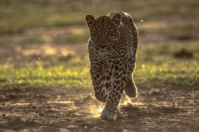 4 Days Safari from Mombasa to Amboseli and Tsavo West and East - Pickup at 6:00 am, and what private really means on safari