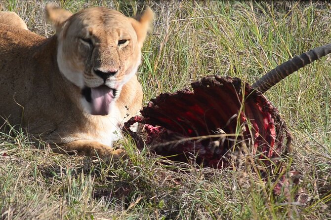 4 Days Safari Lake Nakuru NP Naivasha and Masai Mara - How This 4-Day Kenya Safari Adds Up (and Why It Feels Efficient)