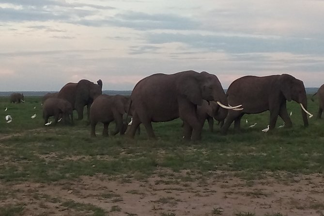 4 Days Safari to Amboseli N/P, Tsavo East N/P. - Amboseli and Tsavo East, why this route hits hard