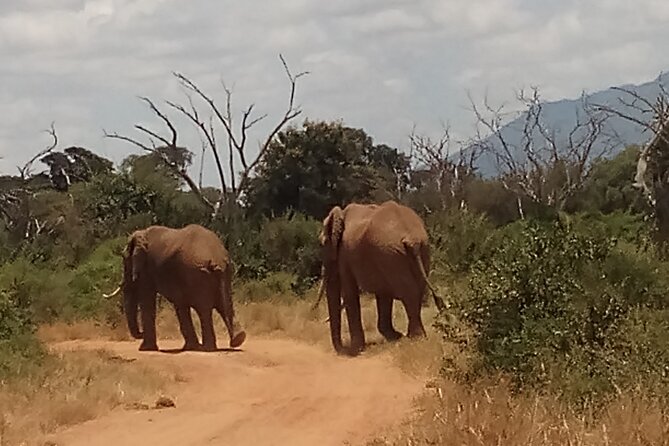 4 Days Safari to Amboseli N/P, Tsavo East N/P. - Day 2 in Amboseli, picnic lunch from Observation Hill views