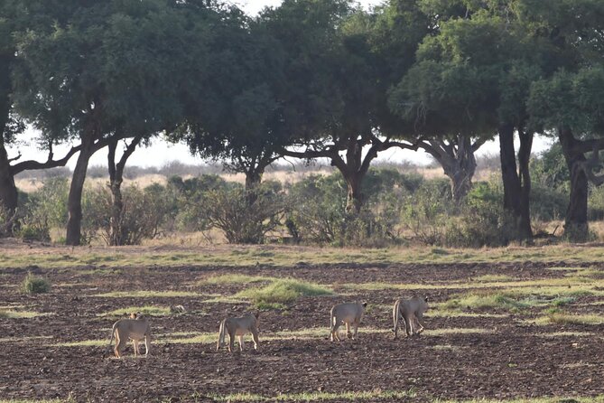 4 Days Safari to Amboseli N/P, Tsavo East N/P. - Day 4 in Tsavo East, sunrise predator chance and the road to Mombasa