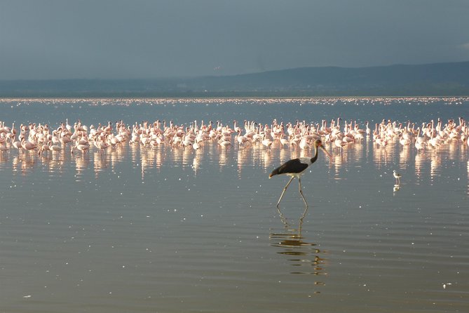 4 Days Safari to Lake Nakuru N/P and Maasai Mara N/R - Nairobi to the Wild: How This 4-Day Route Really Works