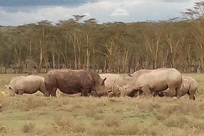 4 Days Safari to Lake Nakuru N/P and Maasai Mara N/R - Day 3: Mara River Crossings, Picnic Lunch, and a Maasai Village Option