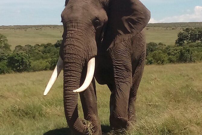 4 Days Safari to Lake Nakuru N/P and Maasai Mara N/R - Day 4: Early Mara Morning, Then Karen Blixen’s Out of Africa Stop
