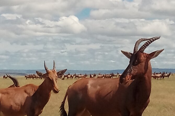 4 Days Safari to Lake Nakuru N/P and Maasai Mara N/R - What You Get for $1,600: Value Beyond the Price Tag