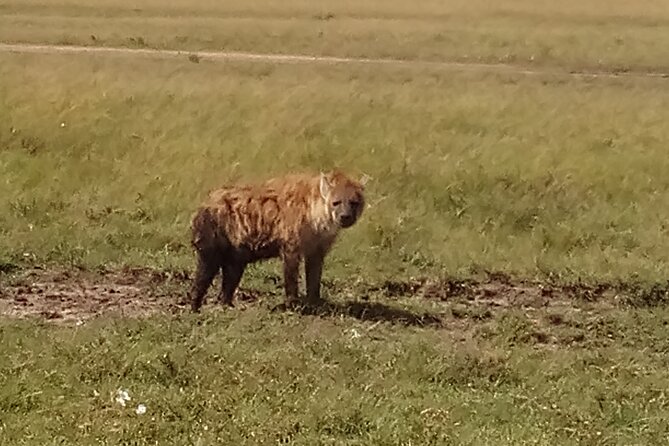 4 Days Safari to Lake Nakuru N/P and Maasai Mara N/R - Who Should Book This 4-Day Lake Nakuru and Maasai Mara Tour