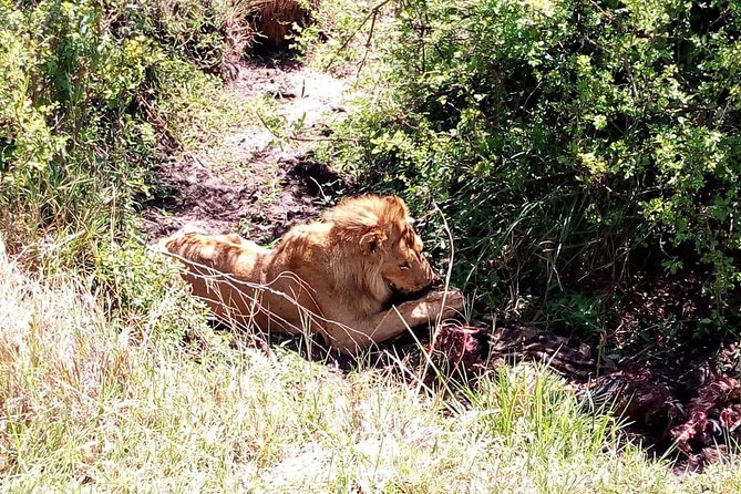 4-days safari: Tsavo east, west and Amboseli national parks - Day 3 at Amboseli: Elephants and Buffaloes, Plus Afternoon Time to Reconnect