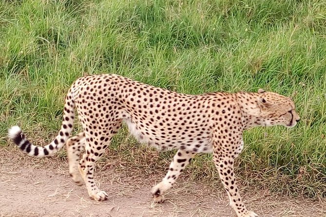 4-days safari: Tsavo east, west and Amboseli national parks - Day 4: Early Amboseli Game Drive, Then Off to Nairobi