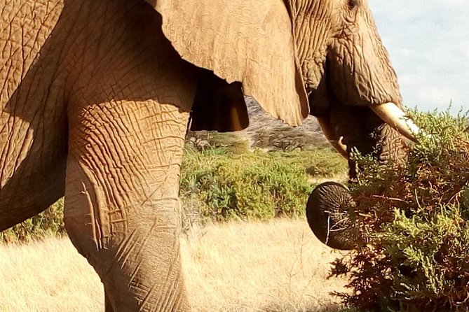 4-days safari: Tsavo east, west and Amboseli national parks - Price and Value: What You Pay, What You Still Need to Budget