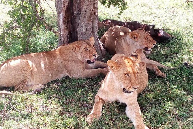 4-days safari: Tsavo east, west and Amboseli national parks - Day 2: Tsavo West via Mzima Springs, Elephants and Mt Kilimanjaro Views