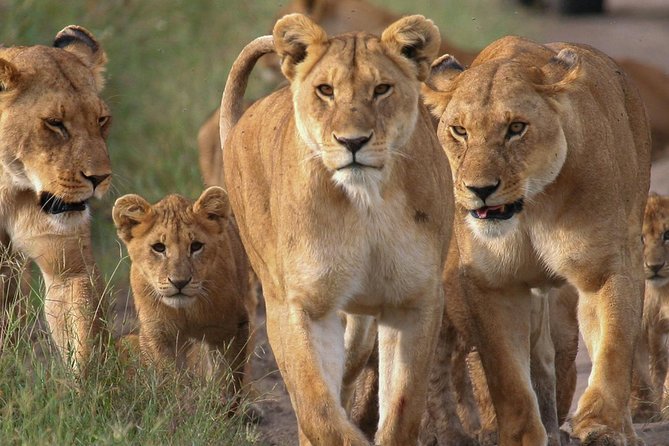 4 Days Small Group Maasai Mara and Lake Nakuru Safari - Nairobi pickup, pop-top comfort, and what small-group really changes
