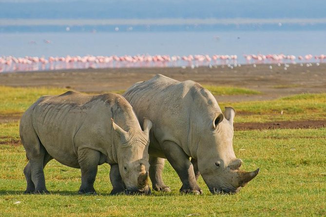 4 Days Small Group Maasai Mara and Lake Nakuru Safari - Day 4: Early Lake Nakuru for rare white rhinos, flamingo chances, then Nairobi