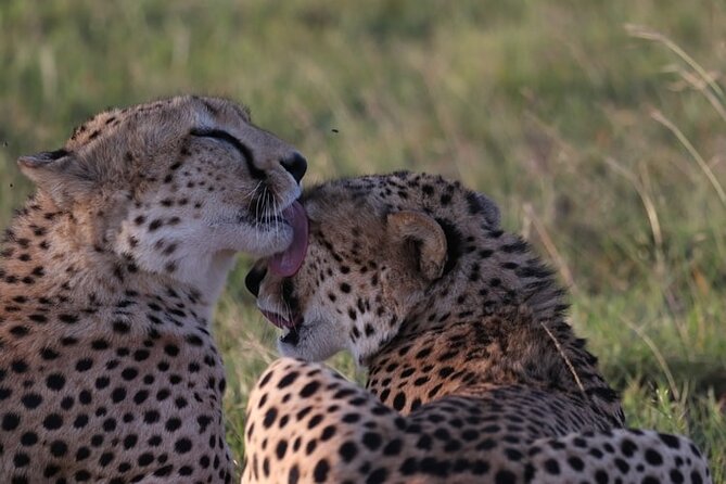 4 Days Tour Landcruiser in Masai Mara and Lake Nakuru - Full Day in Maasai Mara: Where Big Cats Actually Happen