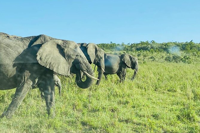 4 Days Tour Landcruiser in Masai Mara and Lake Nakuru - Optional Maasai Village Visit: A Cultural Add-On Near Ololaimutiek