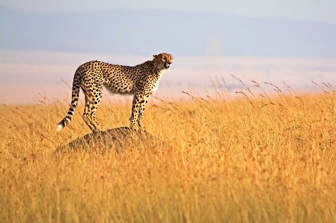 4 Days Tour Landcruiser in Masai Mara and Lake Nakuru - Nairobi Departure and the Rift Valley Viewpoint Stop
