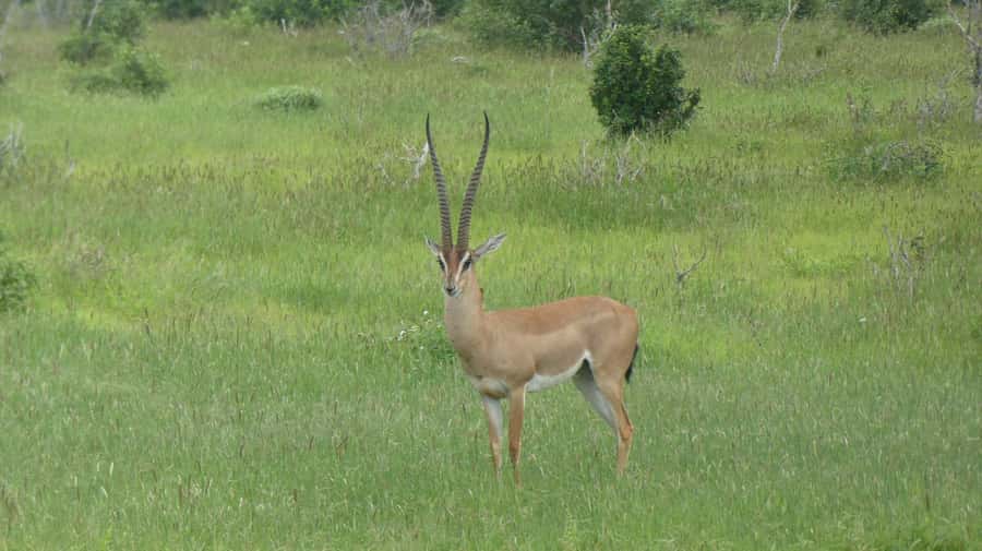 4 days Tsavo East, Amboseli and saltlick lodge safari - Your driver-guide and safari comfort: what matters day-to-day