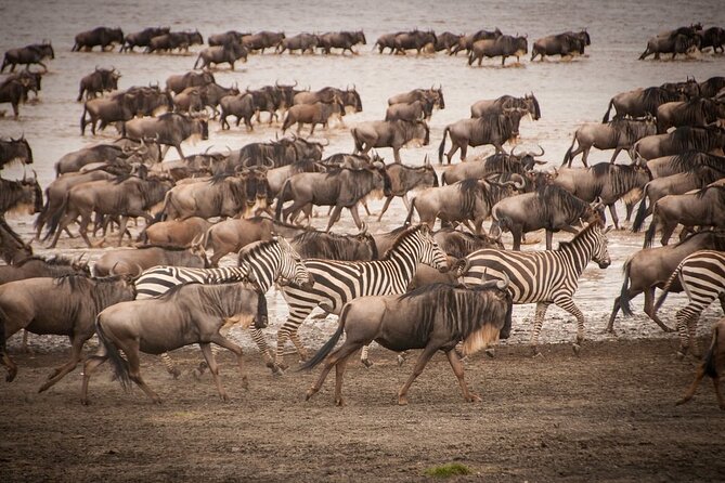 4 Days Tsavo West, Amboseli and Tsavo East National Park Safari - Mzima Springs on foot, then Amboseli under Kilimanjaro