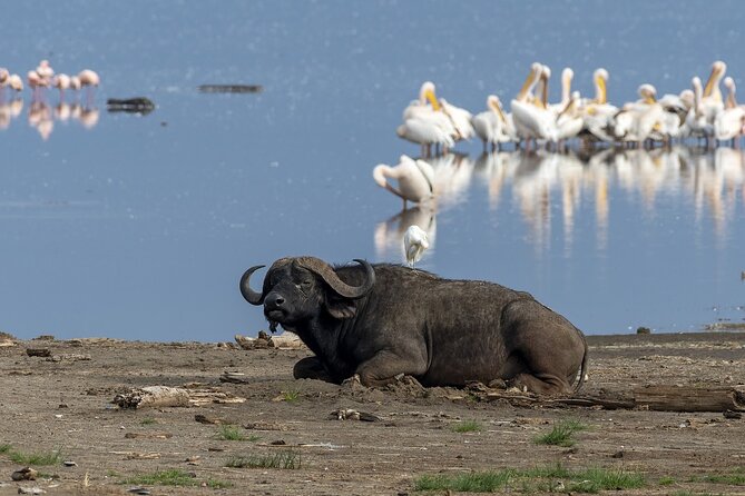 4 Days wildebeest lake nakuru masai mara safari - Why This 4-Day Rift Valley Route Makes Sense
