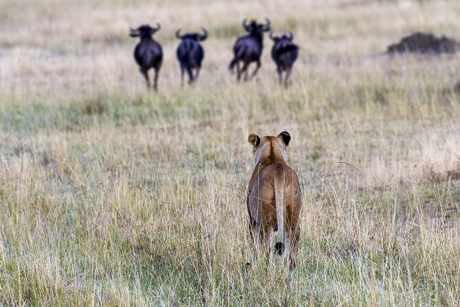 4 Days wildebeest lake nakuru masai mara safari - Day 2 to Masai Mara: Great Rift Valley Drive and Mount Long’onot Views