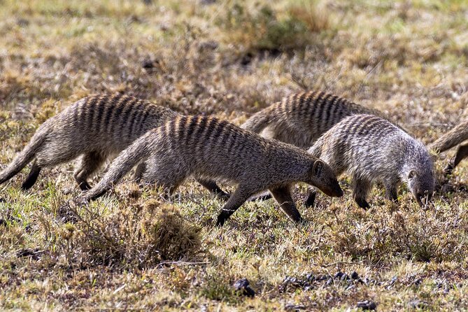 4 Days wildebeest lake nakuru masai mara safari - Day 3 in Masai Mara: Morning and Afternoon Drives for Better Big Five Odds