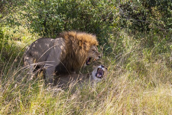 4 Days wildebeest lake nakuru masai mara safari - What’s Included: The Practical Comfort Stuff That Makes Safari Easier