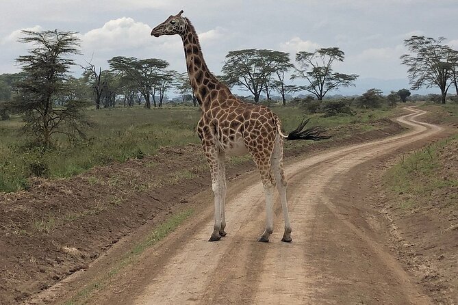4day Maasai Mara, Lake Nakuru, and Lake Naivasha - Price and value: what you’re paying for, and what to budget for