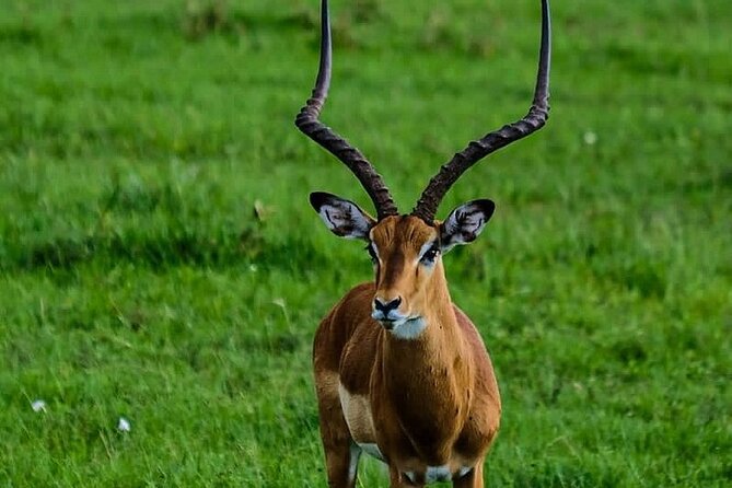 4day Maasai Mara, Lake Nakuru, and Lake Naivasha - When to go: migration timing and bird-focused days