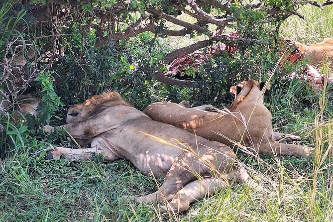 4day Maasai Mara, Lake Nakuru, and Lake Naivasha - Maasai Mara Day 2: Full-day game viewing and the Mara River picnic