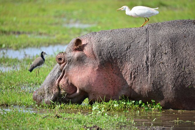 5-Day 4 Nights Masai Mara-L Nakuru-Hell's Gate Budget Safari - Day 4 Lake Nakuru National Park: flamingos, rhinos, and what’s absent