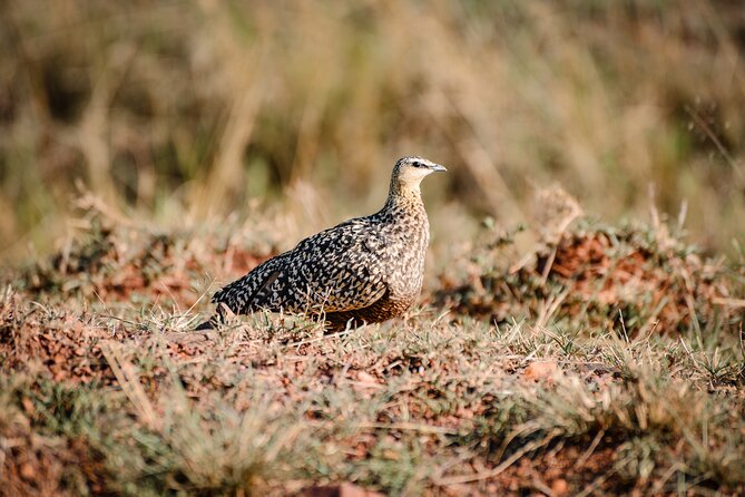 5-Day 4 Nights Masai Mara-L Nakuru-Hell's Gate Budget Safari - Included meals, bottled water, and why it matters on a budget trip