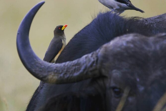 5-Day Lakes and Masai Mara Plains 4 x 4 Safari - Pace and packing tips for early starts and open-air drives