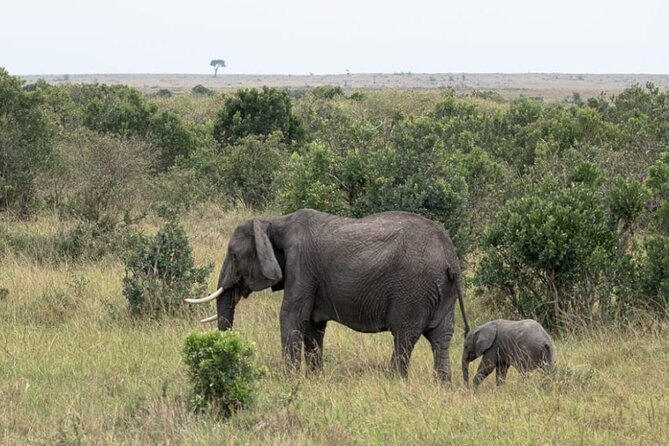 5-Day Masai Mara Lake Nakuru and Naivasha Small-group Safari Tour - Nairobi to the Mara: Rift Valley viewpoints and first animal chances