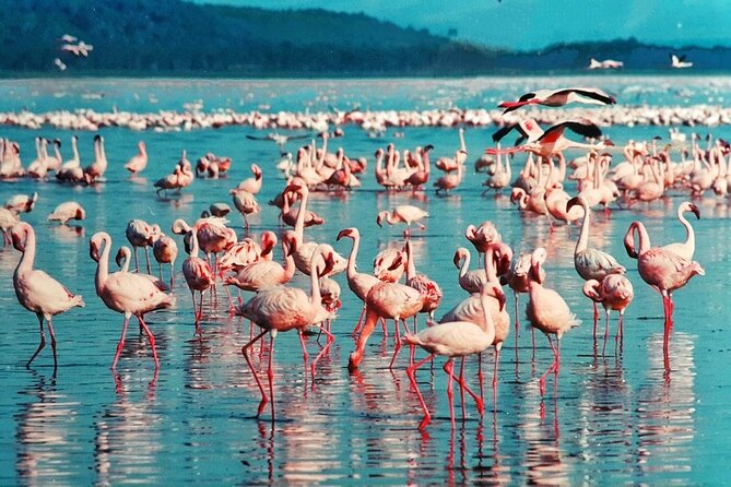 5-Day Masai Mara Lake Nakuru and Naivasha Small-group Safari Tour - Lake Naivasha and Dove Nest Lodge: lake life and a calmer beat