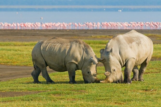 5-Day Masai Mara Lake Nakuru and Naivasha Small-group Safari Tour - Price and value: what $929.20 includes, and what you should budget for