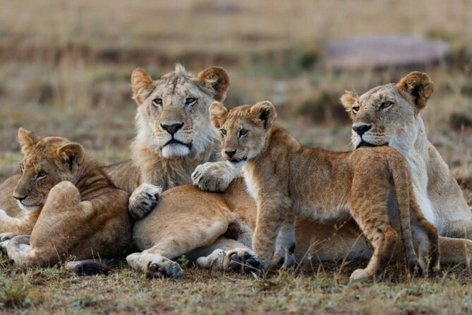 5-Day Masai Mara Lake Nakuru and Naivasha Small-group Safari Tour - Comfort notes: driving pace, camp basics, and food considerations