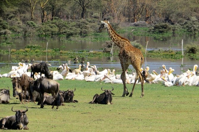 5-Day Masai Mara Lake Nakuru and Naivasha Small-group Safari Tour - Masai Mara game drives: big cats, big five odds, and migration drama