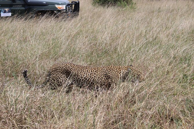 5-Day Private Tour in Kenya's Best Game Parks - A Five-Day Kenya Safari That Stacks Big Wildlife Time