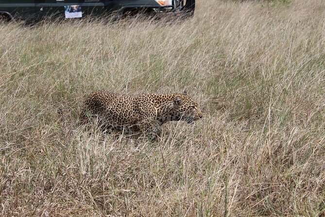 5-Day Private Tour in Kenya's Best Game Parks - Day 1 at Amboseli: Kilimanjaro Views and Elephant Herds in Multiple Habitats