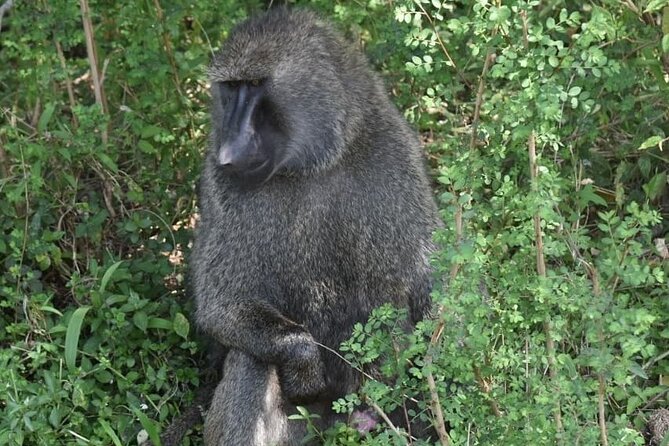5-Day Safari in Maasai Mara, Lake Nakuru and Naivasha - Pickup at 8:00, Rift Valley viewpoints, and how the van changes the game