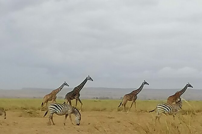 5-Day Safari in Maasai Mara, Lake Nakuru and Naivasha - Maasai Mara, day two: full-day Big Five searching and Mara River rhythm