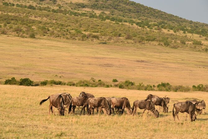 5-Day Safari in Maasai Mara, Lake Nakuru and Naivasha - Private Mara nights: what you get in your tent, and what it means for your comfort