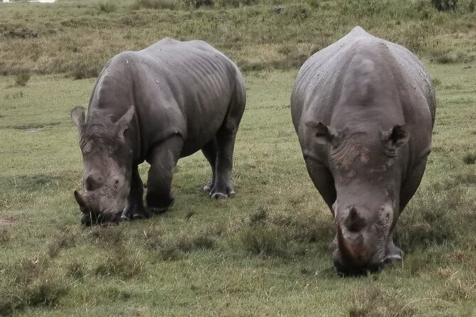 5-Day Safari in Maasai Mara, Lake Nakuru and Naivasha - Maasai Mara, day one: picnic on the road, then afternoon game drive
